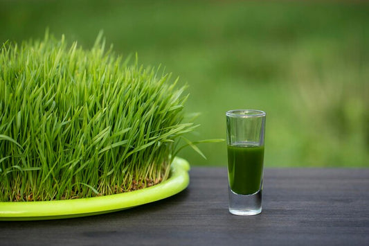 Wheatgrass into Your Routine