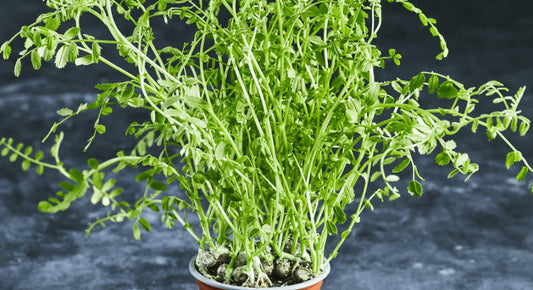 Organic Chickpea Microgreens 30g