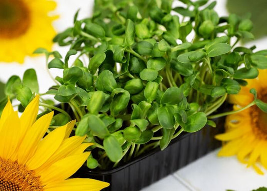 Organic Sunflower Microgreens 30g
